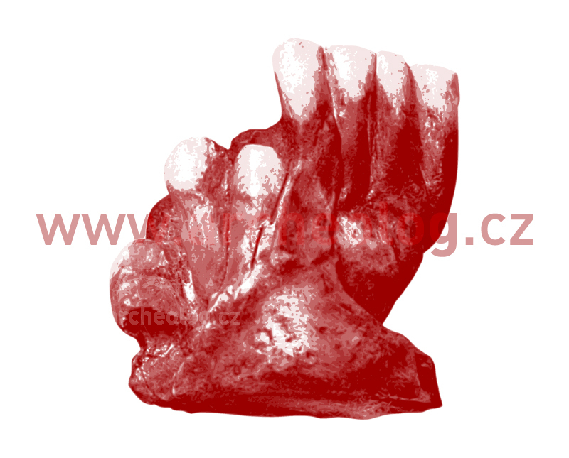 Štramberk, jeskyně Šipka - zlomek čelisti neandertálského dítěte